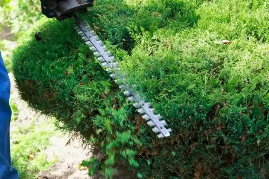 Experienced Bush Trimming in Mesquite, TX Experienced Bush Trimming in Mesquite, TX