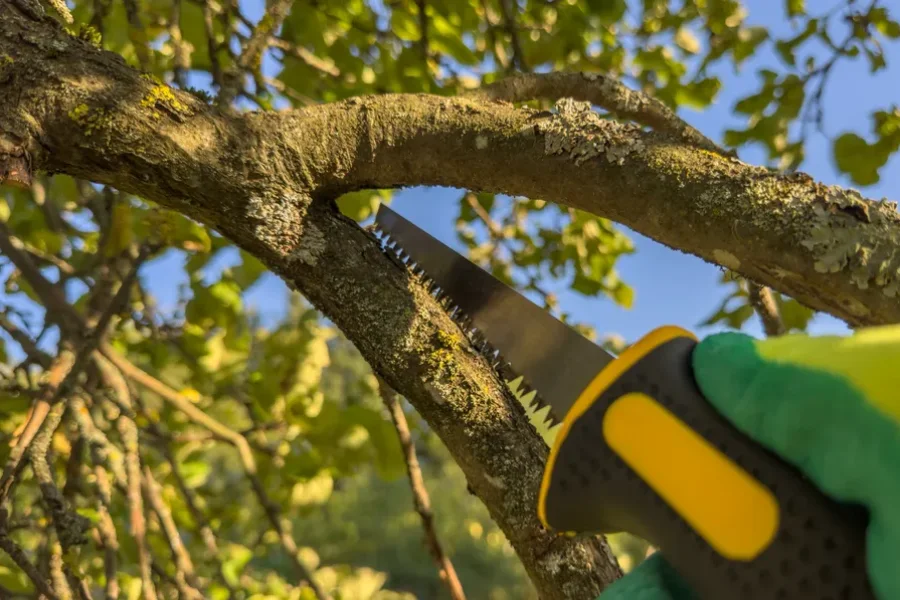 Quality Tree Trimming Service in Mesquite, TX