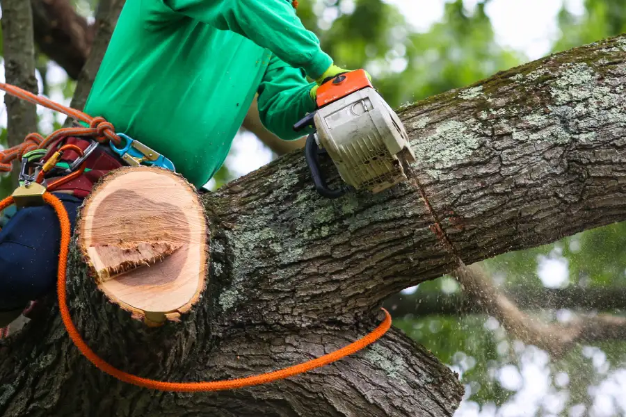 Reliable Tree Trimming Service in Mesquite, TX