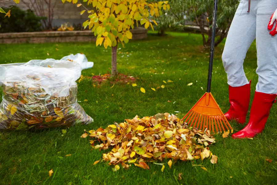 Reputable Yard Cleaning Services in Mesquite, TX Reputable Yard Cleaning Services in Mesquite, TX