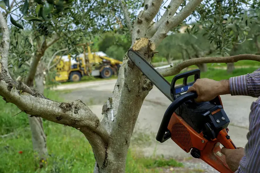 Why Tree Trimming Is Essential For Managing Overgrown Branches in Mesquite, TX Why Tree Trimming Is Essential For Managing Overgrown Branches in Mesquite, TX